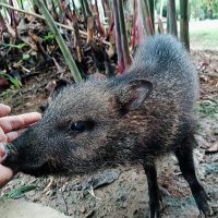 cerrillo amazonico