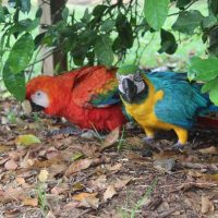 guacamayo amazonico